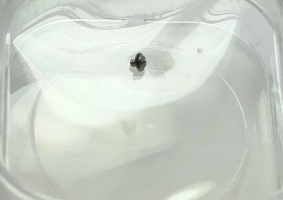 Rolex 17014 17013 - Kaliber 5035 - 6004 Plantenschroefschroef Werk