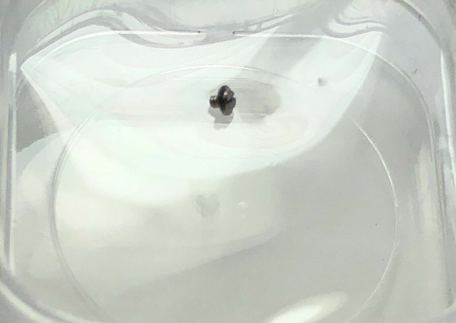 ROLEX 17014 17013 - Caliber 5035 - 6004 Movement retaining screw screw movement